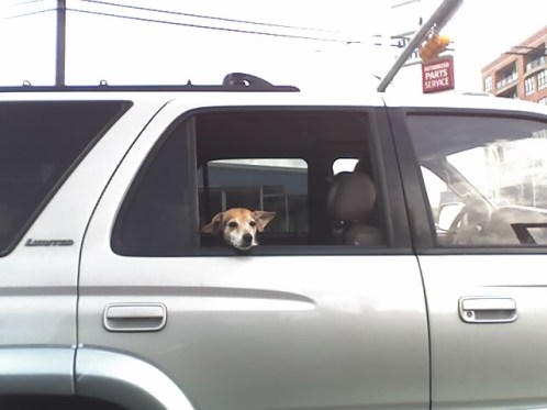 dog-truck