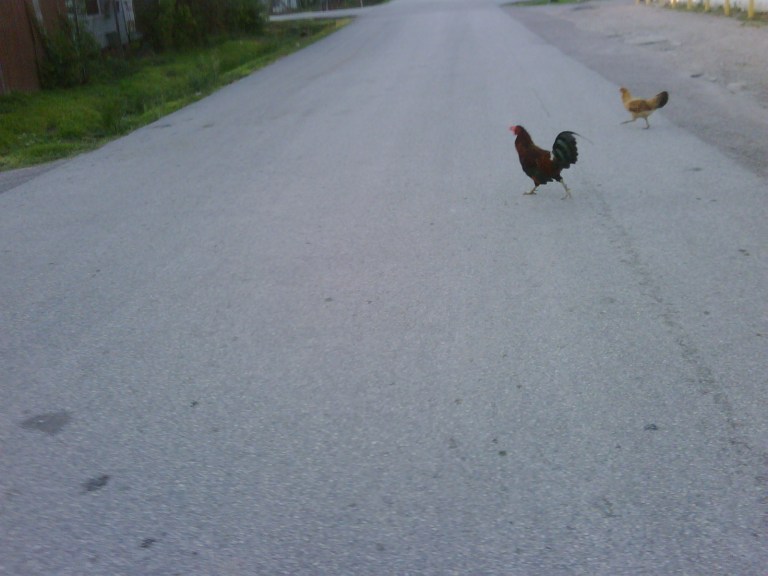 IMG00450-20090712-1939