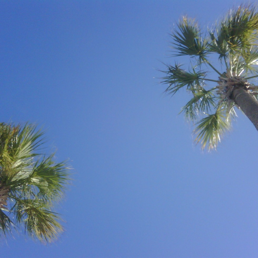 blue palm trees