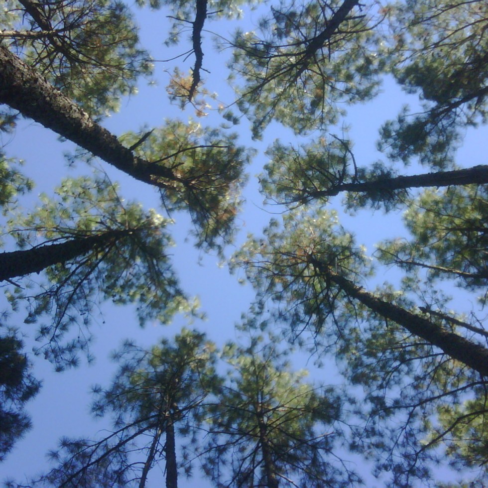 Phone Camera lens - no adaptor