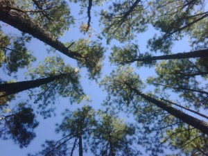 Phone Camera lens - no adaptor