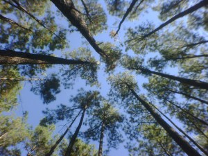 Phone Camera with Wide angle lens