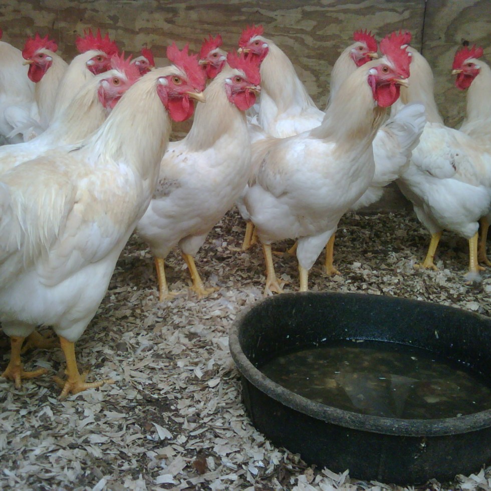 Wabash Antiques and Feed