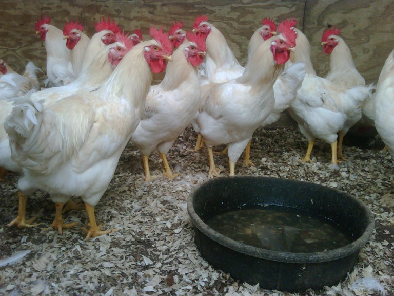 Wabash Antiques and Feed 