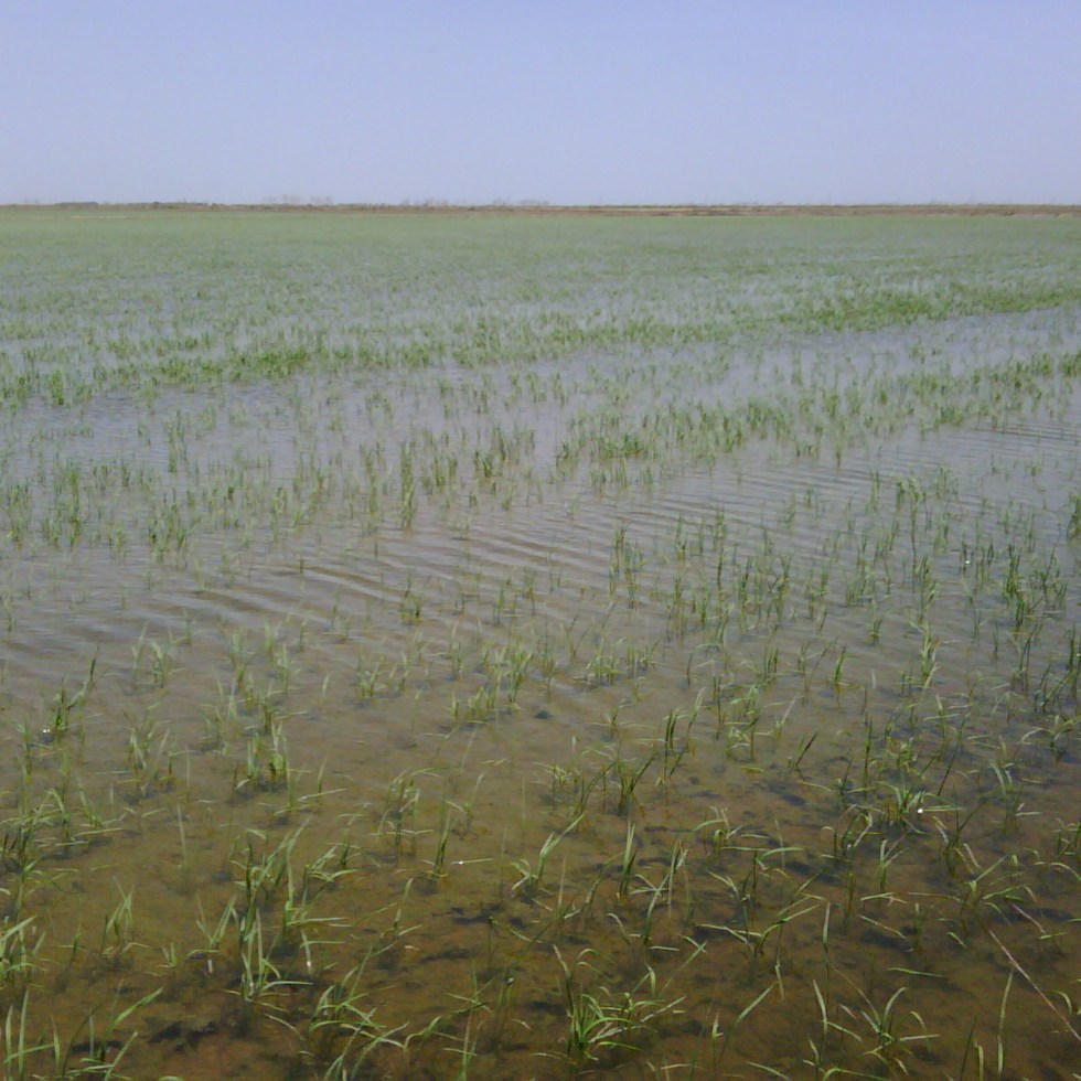 rice in the katy prairie