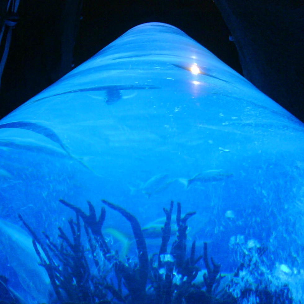 Inside The Downtown Aquarium