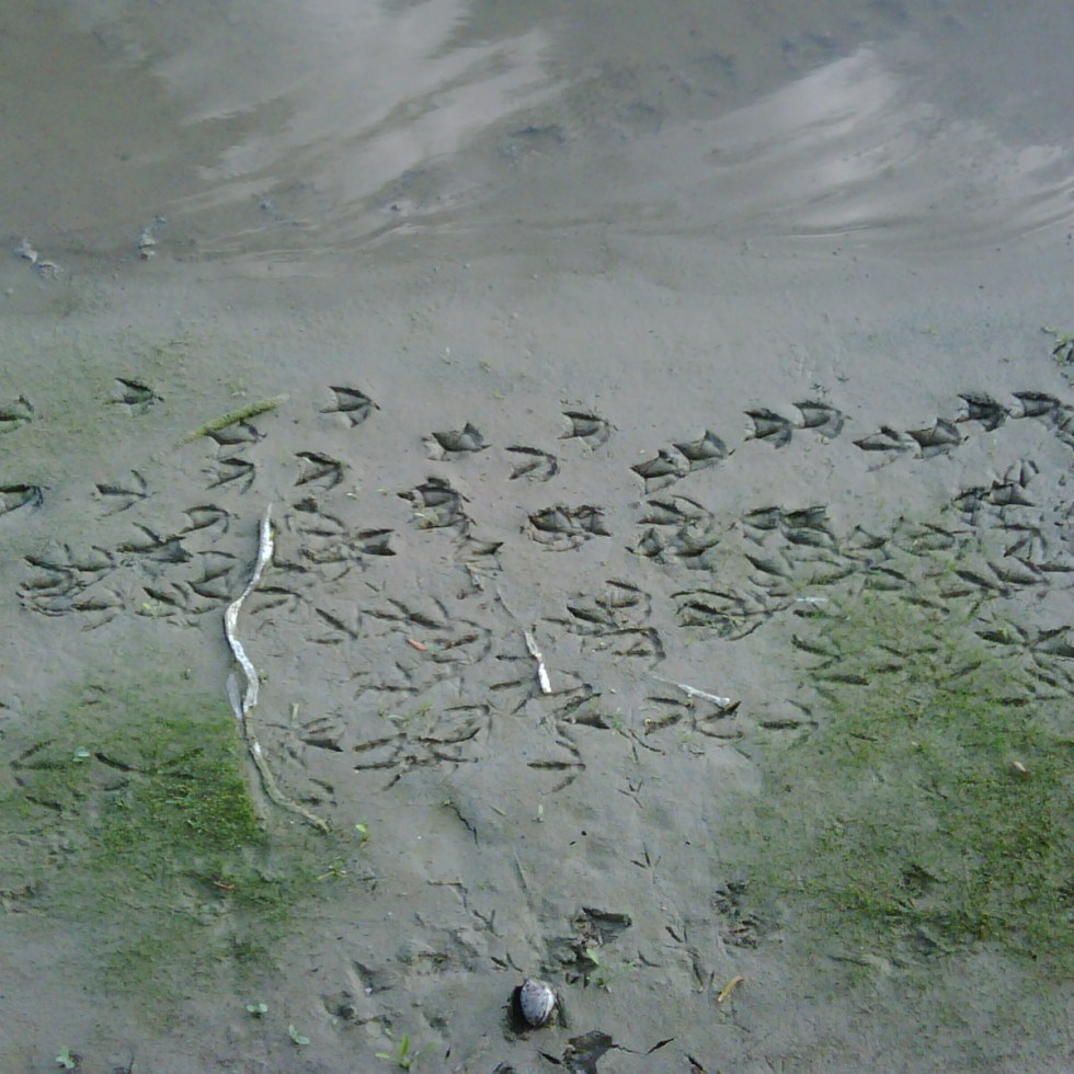 The receding waters edge of Lake Conroe