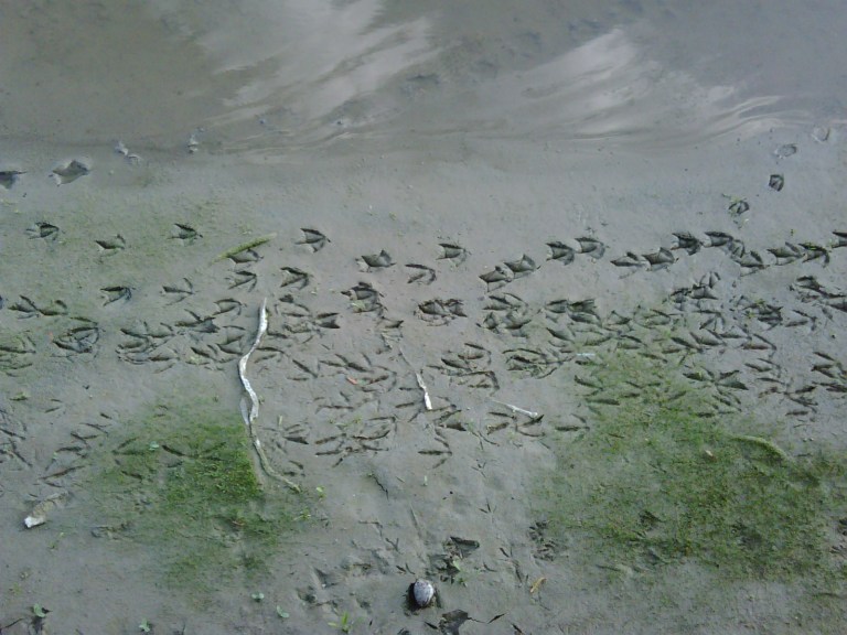 The receding waters edge of Lake Conroe
