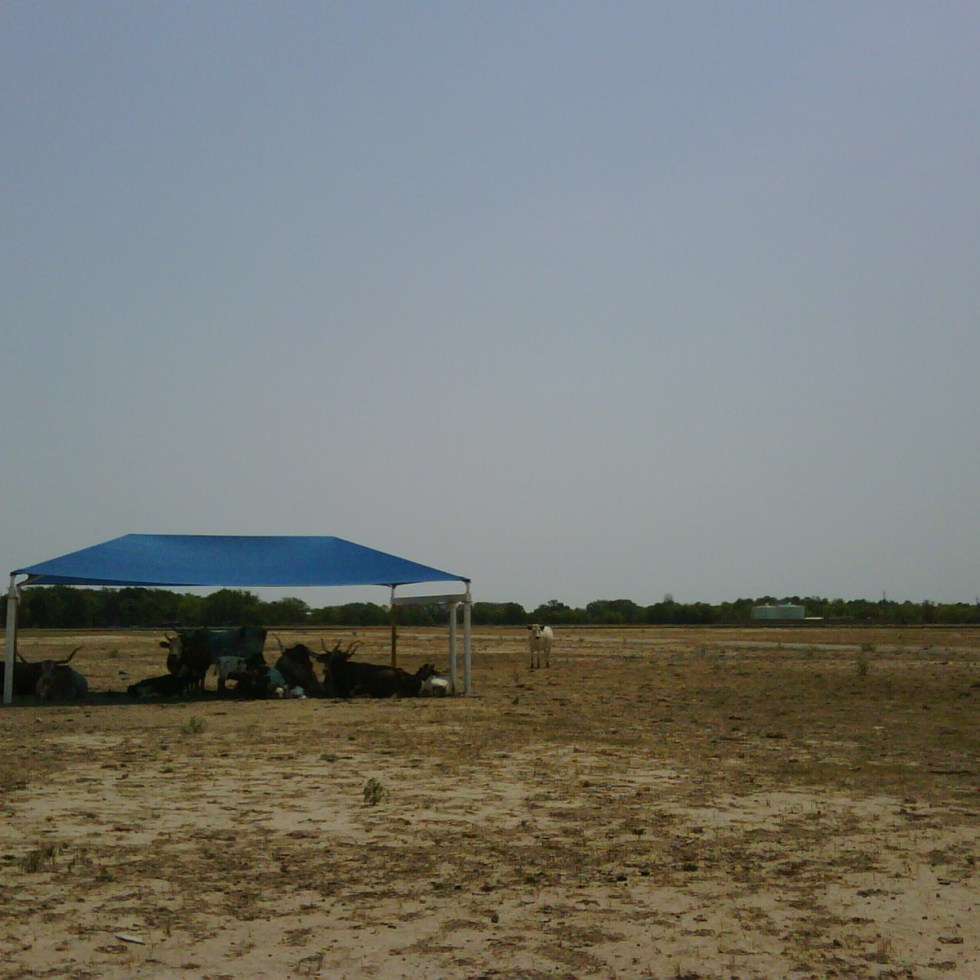 Longhorns bathing in the Katy Prairie Shade