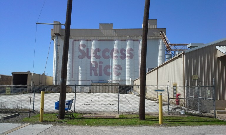 success rice